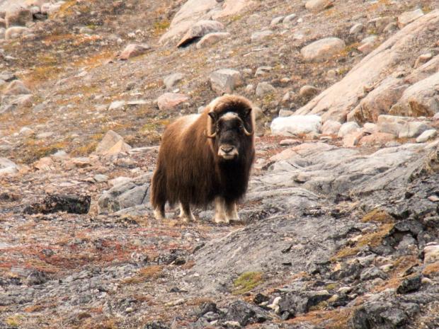 As soon as I made it up the vast plateaus, I started encountering muskoxen pretty much every single kilometer.