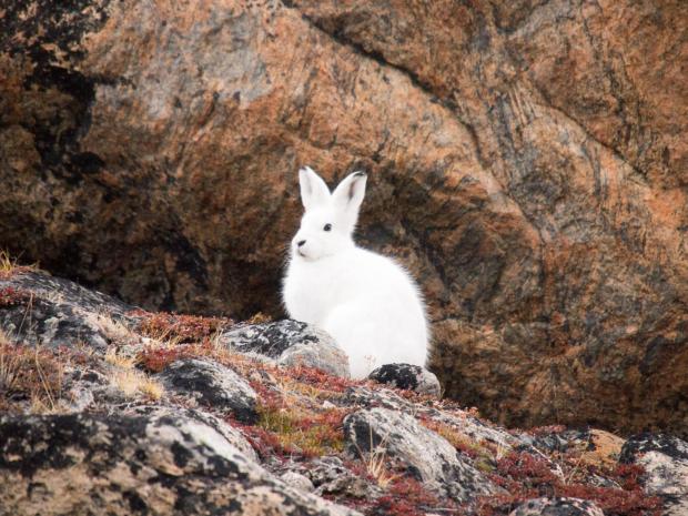 Arctic hare on the way to Kangerlussuaq